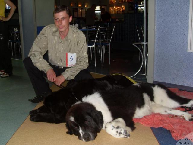 Фото: Дима, ньюфаундленд Aleze Beautiful Princess Aqua Pearl, ньюфаундленд Чара Блэк Квэст Морской Медведь