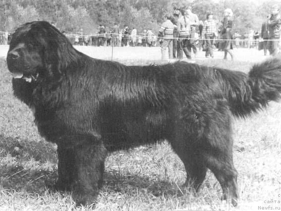 Фото: ньюфаундленд Винбер Флош