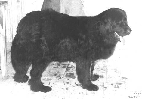 Фото: ньюфаундленд Теги Вем