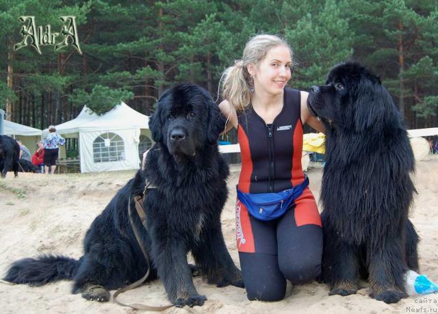 Фото: ньюфаундленд Маг Исполин Копперфильд, Александра Канунникова, ньюфаундленд Супер Премиум Вашингтон