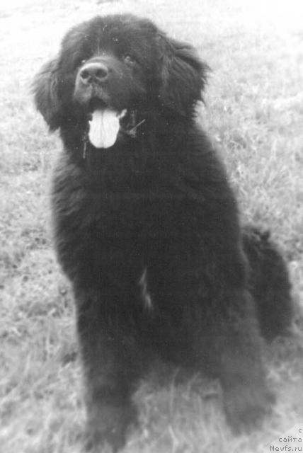 Фото: ньюфаундленд Жерон Чарпи