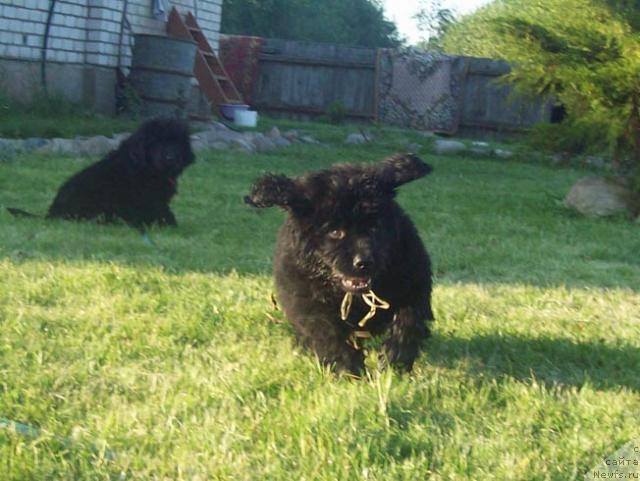 Фото: ньюфаундленд Цыганский Каприз