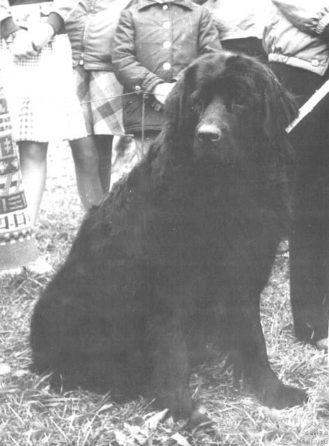 Фото: ньюфаундленд Кэтти Оулустив