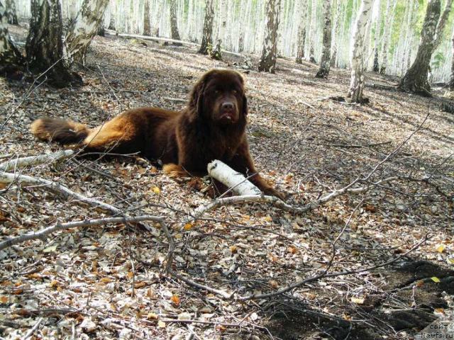 Фото: ньюфаундленд Черный Шарм Абрикосовая Карамель