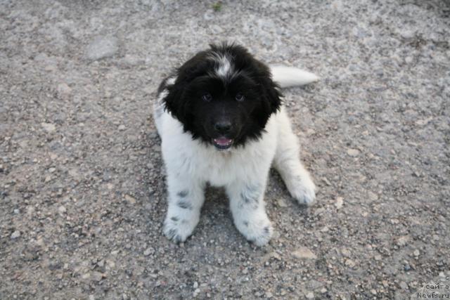 Фото: ньюфаундленд Аквиан Сонг Зеро Гравити (Akvian Song Zero Graviti)