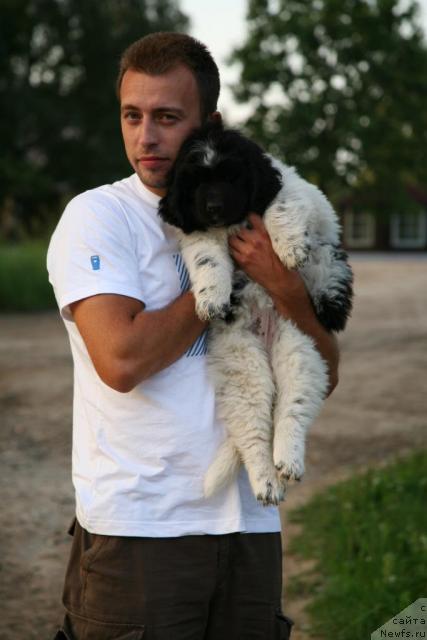 Фото: ньюфаундленд Аквиан Сонг Зеро Гравити (Akvian Song Zero Graviti)