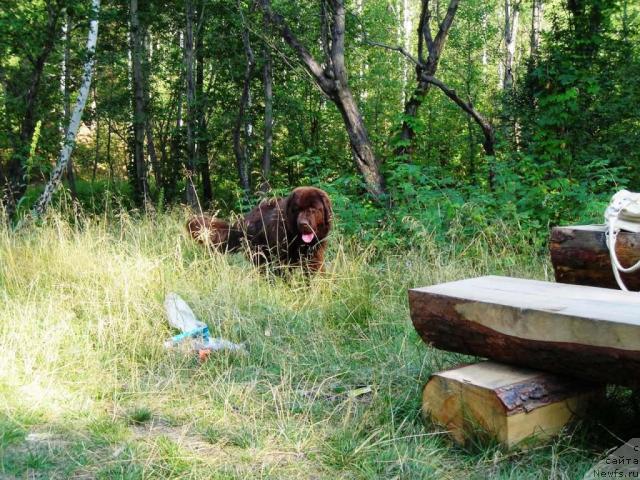 Фото: ньюфаундленд Черный Шарм Абрикосовая Карамель