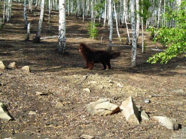 Фото: ньюфаундленд Черный Шарм Абрикосовая Карамель