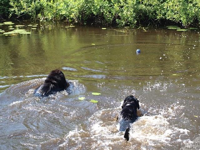 Фото: ньюфаундленд Блэк Диамонд Агидель от Потапа Сьюзэн