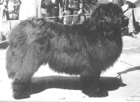 Фото: ньюфаундленд Ут Хепси Улли