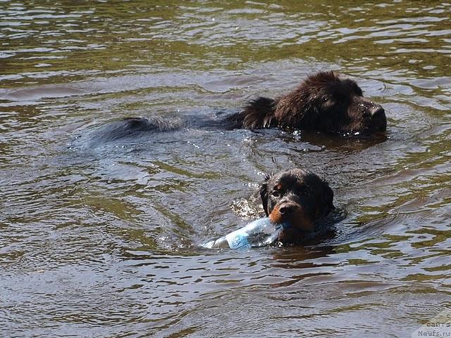Фото: ньюфаундленд Блэк Диамонд Агидель от Потапа Сьюзэн