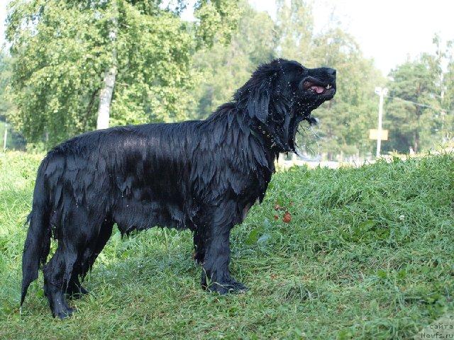 Фото: ньюфаундленд Блэк Диамонд Агидель от Потапа Сьюзэн