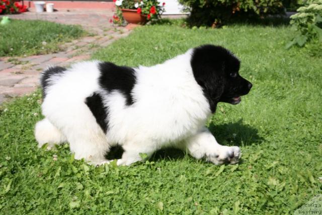 Фото: ньюфаундленд Аквиан Сонг Зеро Гравити (Akvian Song Zero Graviti)