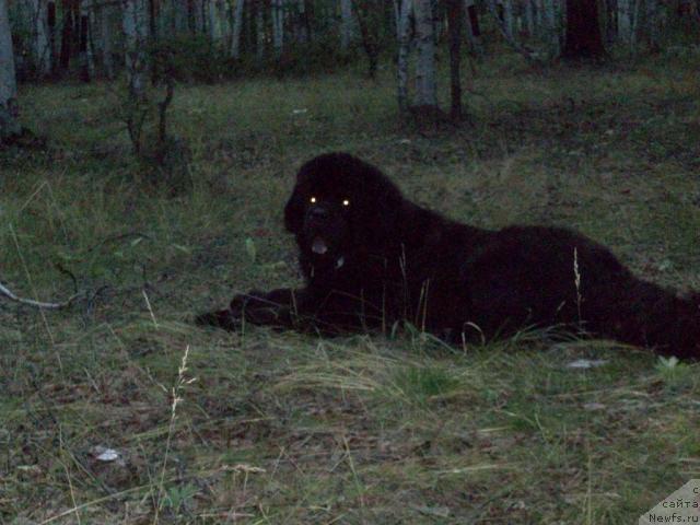 Фото: ньюфаундленд Карат из Медвежьего Яра (Karat iz Medvejyego Yara)