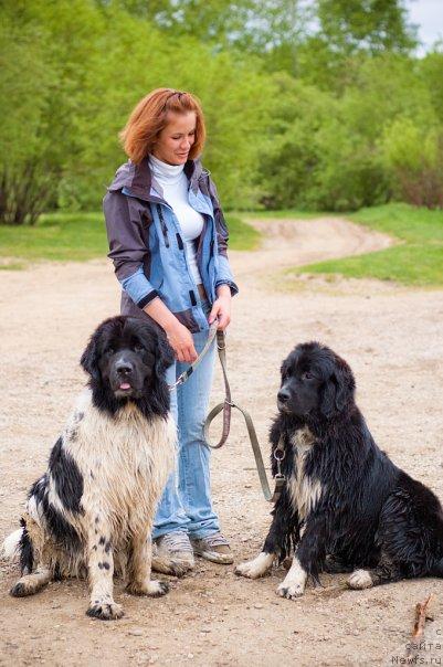 Фото: ньюфаундленд Питерньюф Продижи (Piternyuf Prodigy), Александра Веснина, ньюфаундленд Маг Исполин Лавина (Mag Ispolin Lavina)