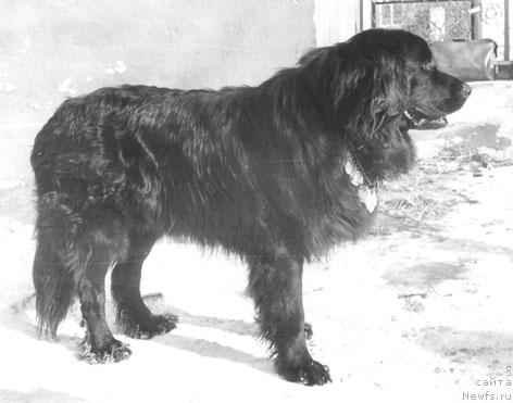 Фото: ньюфаундленд Харди Ягри