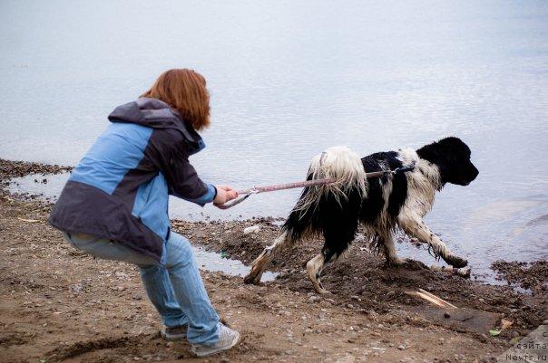 Фото: ньюфаундленд Питерньюф Продижи (Piternyuf Prodigy), Александра Веснина