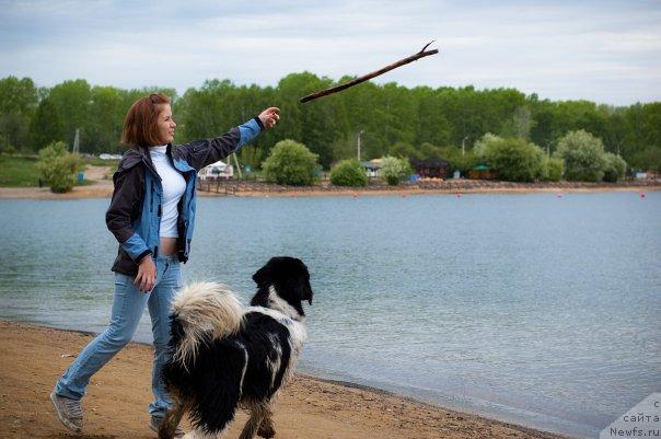 Фото: ньюфаундленд Питерньюф Продижи (Piternyuf Prodigy), Александра Веснина