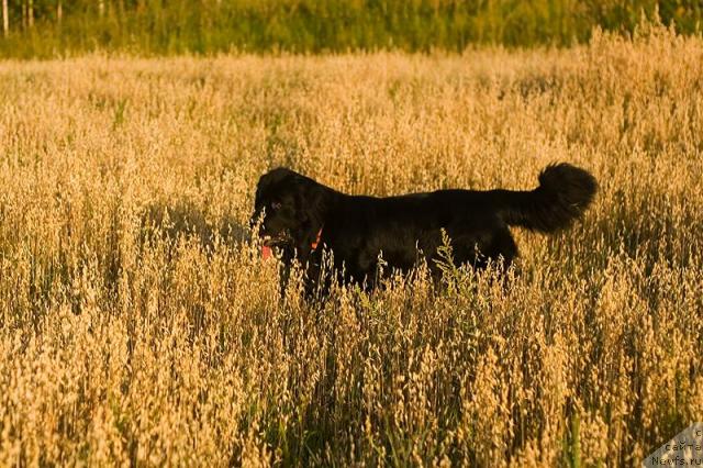 Фото: Гастон де Фуа и поле овса :)