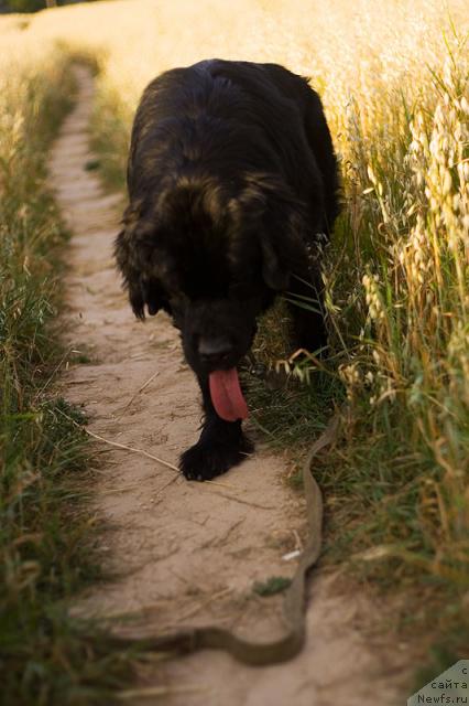 Фото: Гастон де Фуа