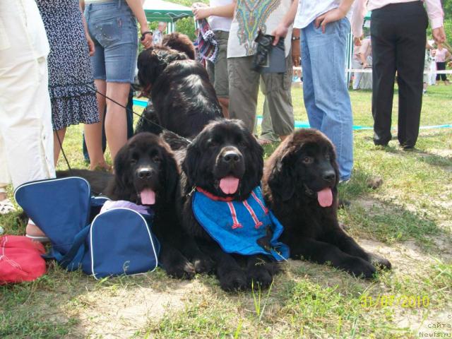 Фото: ньюфаундленд Velyke Malyatko Zahidnyj Viter, ньюфаундленд Чаривна Черепашка Большой Малыш (Charivna Cherepashka Bolshoj Malysh), ньюфаундленд Velyke Malyatko Zaruchena z Morem