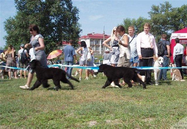 Фото: ньюфаундленд Velyke Malyatko Zahidnyj Viter, ньюфаундленд Velyke Malyatko Zaruchena z Morem