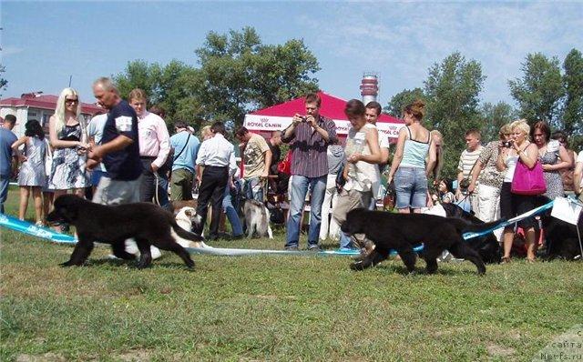 Фото: Gaytana Fayna Ukraina White Black Magik, ньюфаундленд Velyke Malyatko Zaruchena z Morem
