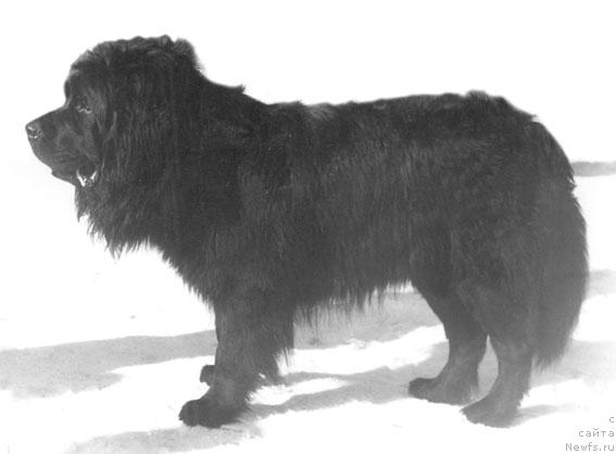 Фото: ньюфаундленд Винбер Флош