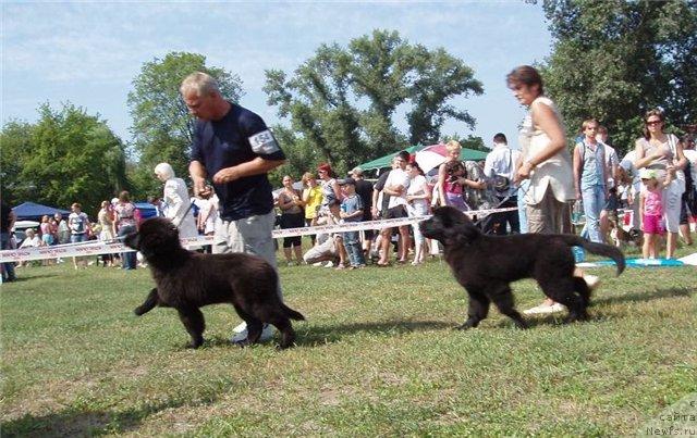 Фото: Gaytana Fayna Ukraina White Black Magik, ньюфаундленд Velyke Malyatko Zaruchena z Morem