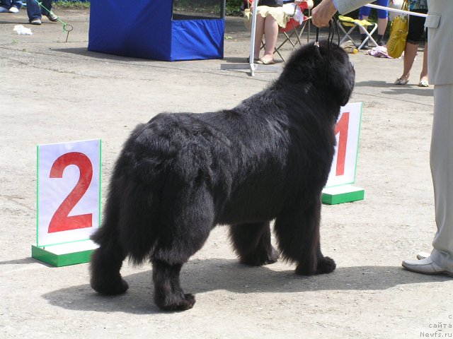 Фото: ньюфаундленд Его Высочество от Сибирского Медведя (Ego Vysochestvo ot Sibirskogo Medvedja), Юрий Рахтиенко