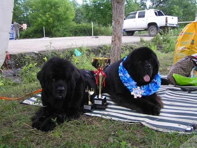 Фото: ньюфаундленд Чанси из Медвежьего Яра (Chansi  iz  Medvejyego Yara), ньюфаундленд Его Высочество от Сибирского Медведя (Ego Vysochestvo ot Sibirskogo Medvedja)
