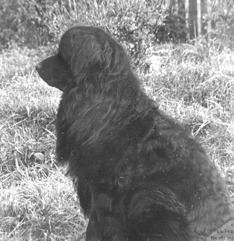 Фото: ньюфаундленд Олендор Рэмби