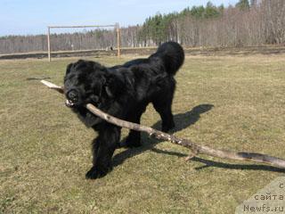 Фото: ньюфаундленд Плюшевая Панда Викар (Plushevaya Panda Vikar)