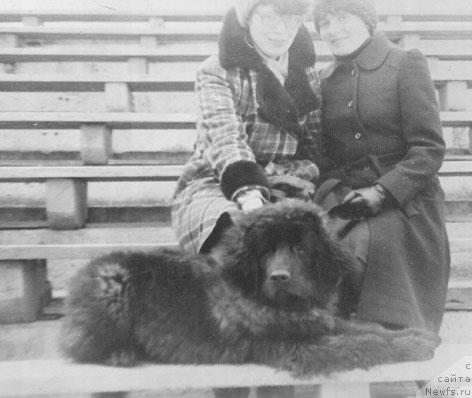 Фото: ньюфаундленд Жерарди Ют Та