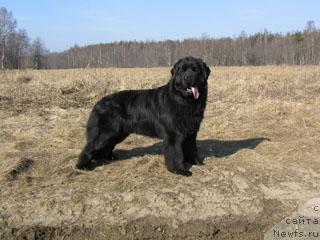 Фото: ньюфаундленд Плюшевая Панда Викар (Plushevaya Panda Vikar)