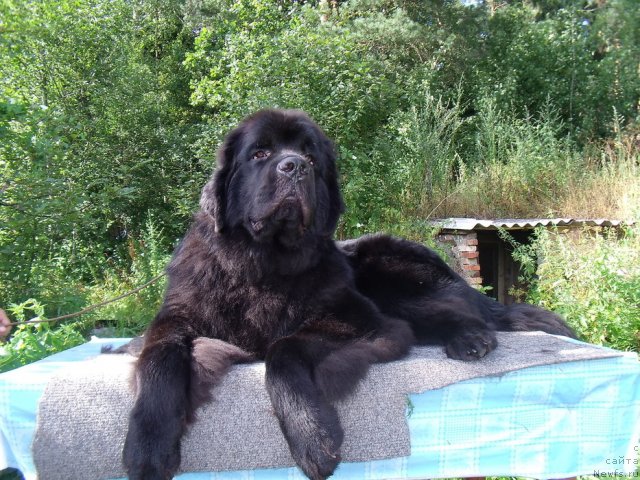 Фотография № 46742