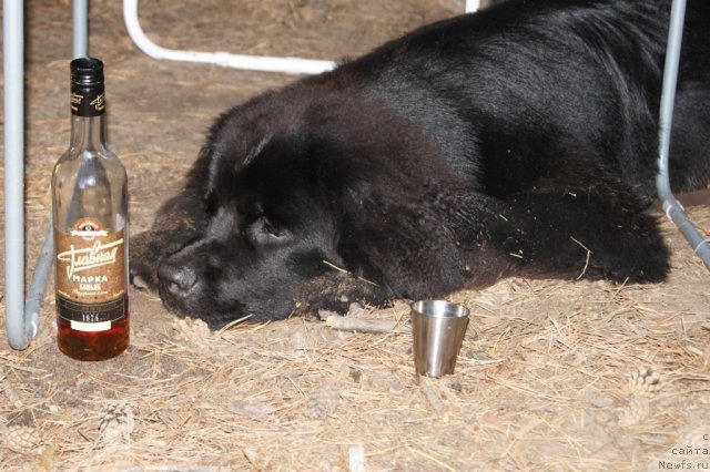 Фотография № 46745