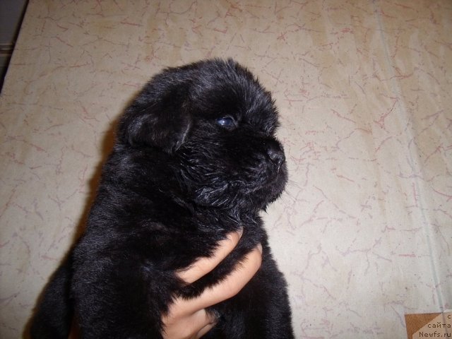 Фотография № 46747