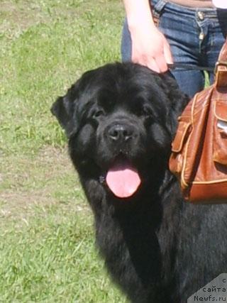 Фото: ньюфаундленд Плюшевая Панда Викар (Plushevaya Panda Vikar)