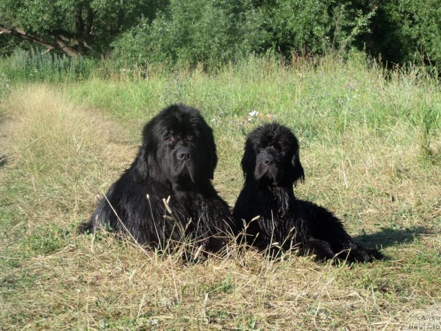 Фото: ньюфаундленд Очаровательна Леди от Сибирского Медведя (Ocharovatelnaya Lady ot Sibirskogo Medvedja), ньюфаундленд Гранд Бэби Ариадна