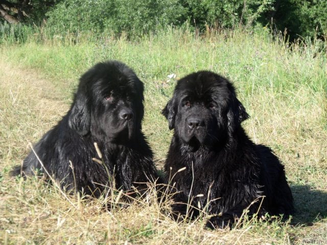 Фото: ньюфаундленд Очаровательна Леди от Сибирского Медведя (Ocharovatelnaya Lady ot Sibirskogo Medvedja), ньюфаундленд Топтыжка Сияние от Айсберга