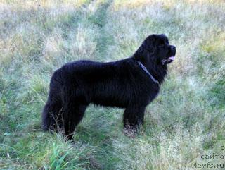Фото: ньюфаундленд Плюшевая Панда Викар (Plushevaya Panda Vikar)