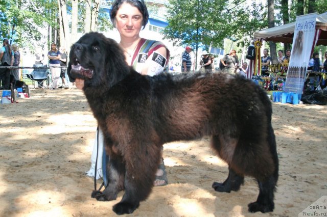 Фото: ньюфаундленд Фанньюф Удачный Шалопай