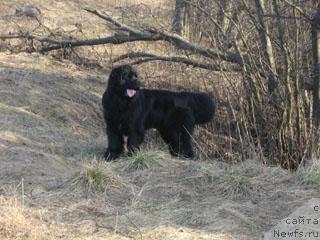 Фото: ньюфаундленд Плюшевая Панда Викар (Plushevaya Panda Vikar)