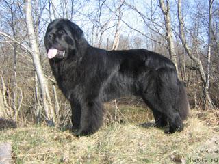 Фото: ньюфаундленд Плюшевая Панда Викар (Plushevaya Panda Vikar)