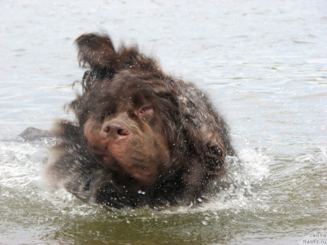 Фото: ньюфаундленд Аристократ от Рафаэллы