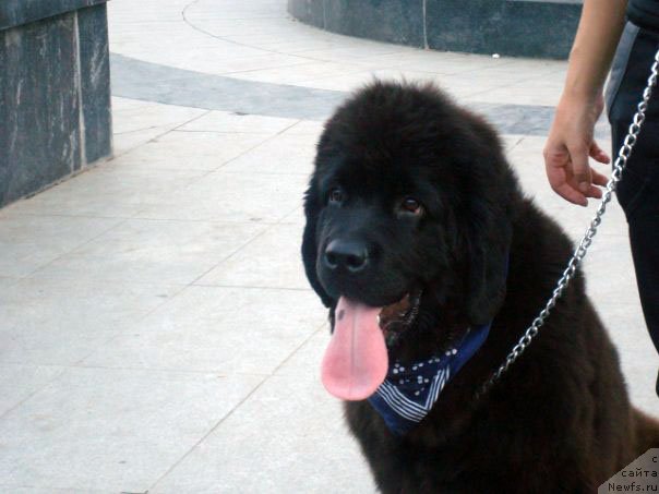 Фото: ньюфаундленд Альтаир Стайл