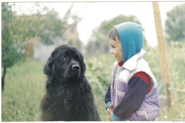 Фото: ньюфаундленд Arctica from Bomberland, Яна Нифонтова