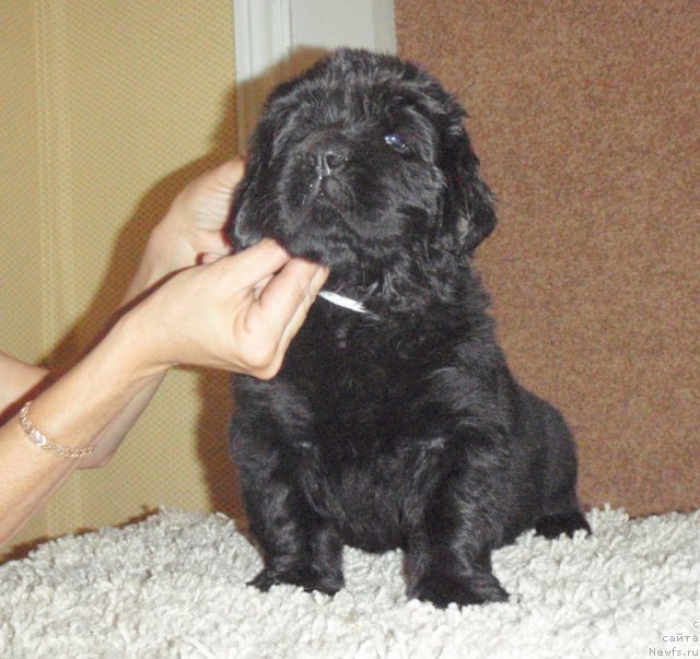 Фото: ньюфаундленд Наварро Дэлюкс из Медвежьего Яра