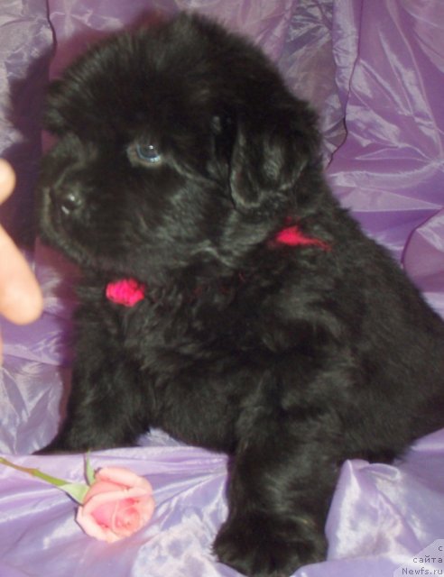 Фото: ньюфаундленд Ноти Вивьен из Медвежьего Яра